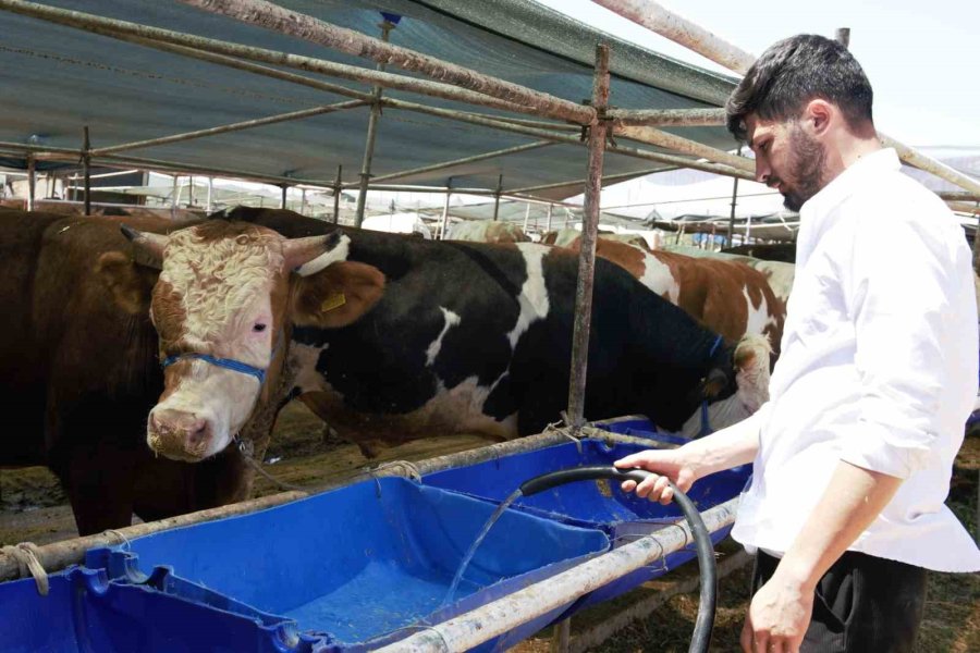 Kepez’de 2 Noktada Canlı Hayvan Pazarı Kuruldu