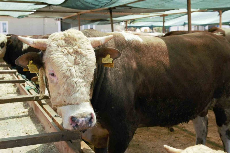 Kepez’de 2 Noktada Canlı Hayvan Pazarı Kuruldu