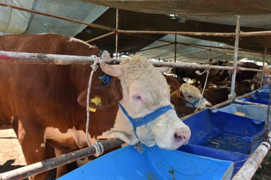 Kepez’de 2 Noktada Canlı Hayvan Pazarı Kuruldu