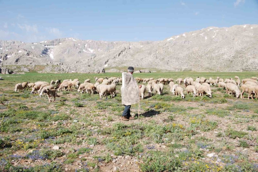 Antalya’da Yörüklerin Yayla Serüvenleri Başladı