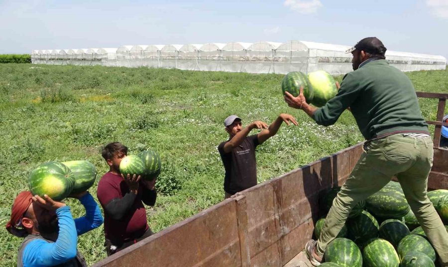 Mersin’de Karpuz Hasadı Başladı