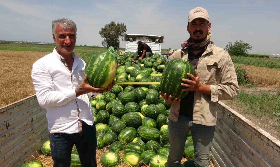 Mersin’de Karpuz Hasadı Başladı