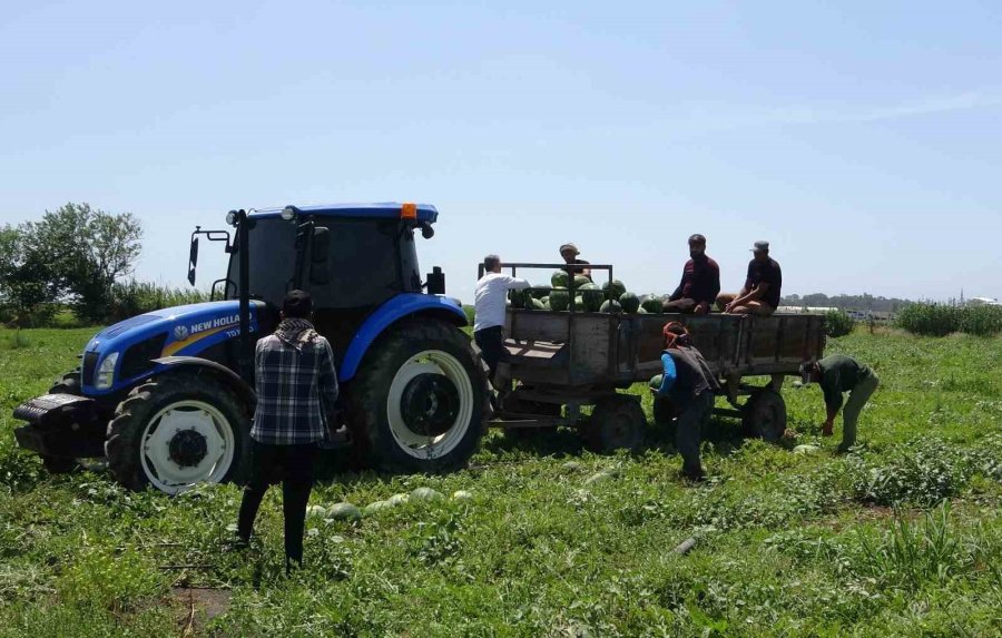Mersin’de Karpuz Hasadı Başladı
