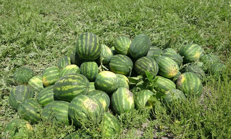 Mersin’de Karpuz Hasadı Başladı