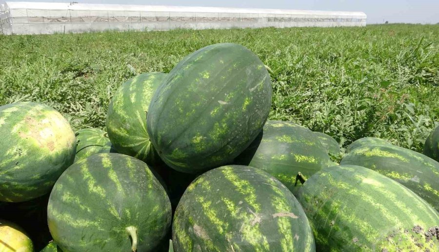 Mersin’de Karpuz Hasadı Başladı