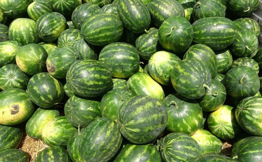 Mersin’de Karpuz Hasadı Başladı