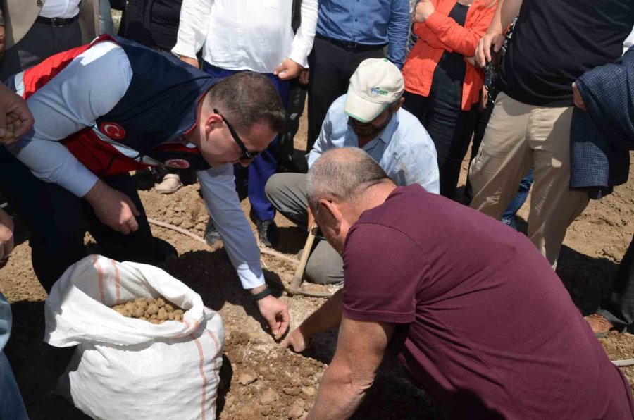 Niğde’de Üreticilere 33 Bin Adet Salep Yumrusu Dağıtıldı