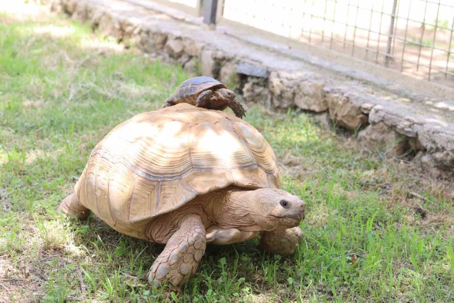 Kaplumbağaları İnceleyip Hem Öğrendiler Hem Eğlendiler
