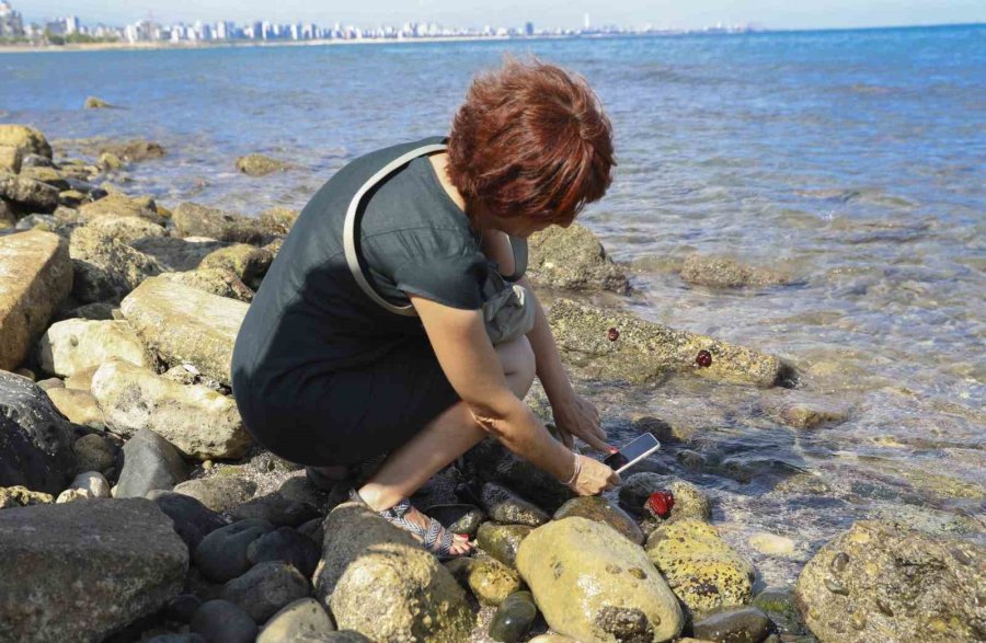 Mersin’de ’deniz Ve Kıyı Yaşamı İçin Vatandaş Bilimi Etkinliği’ Yapıldı