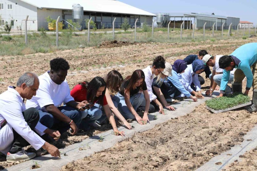 Nöhü, Niğde Bağlarını Yeniden Canlandırıyor