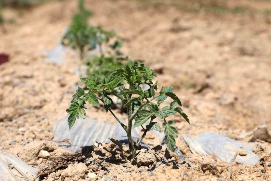 Nöhü, Niğde Bağlarını Yeniden Canlandırıyor