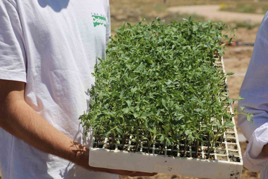 Nöhü, Niğde Bağlarını Yeniden Canlandırıyor