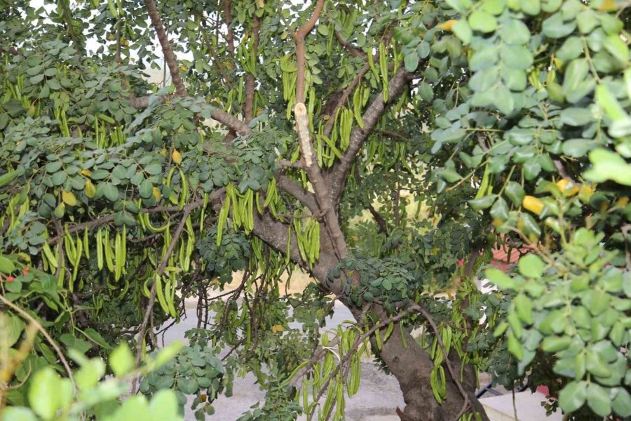 Altso Keçiboynuzunun Tescilini Aldı, 3 Bin Fidan Dağıttı