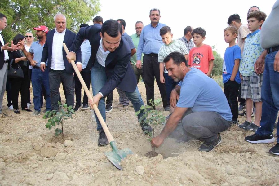 Altso Keçiboynuzunun Tescilini Aldı, 3 Bin Fidan Dağıttı
