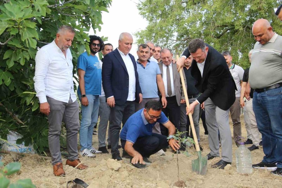 Altso Keçiboynuzunun Tescilini Aldı, 3 Bin Fidan Dağıttı