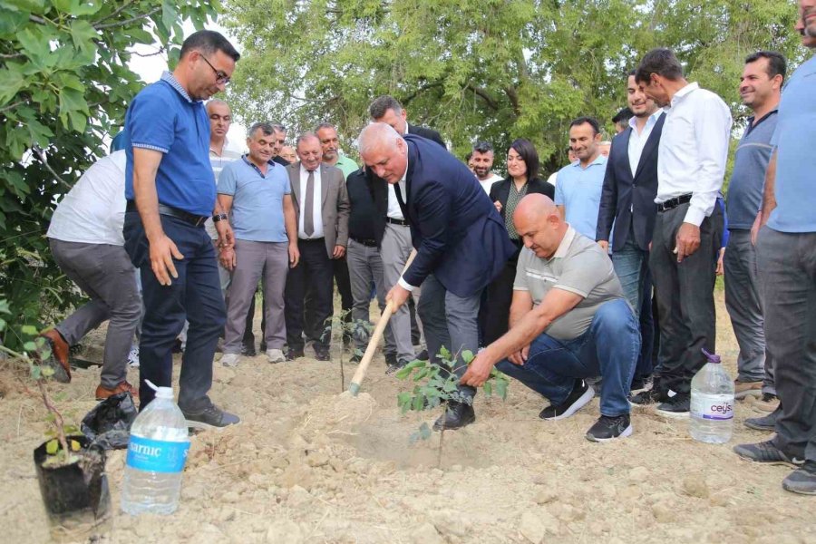 Altso Keçiboynuzunun Tescilini Aldı, 3 Bin Fidan Dağıttı