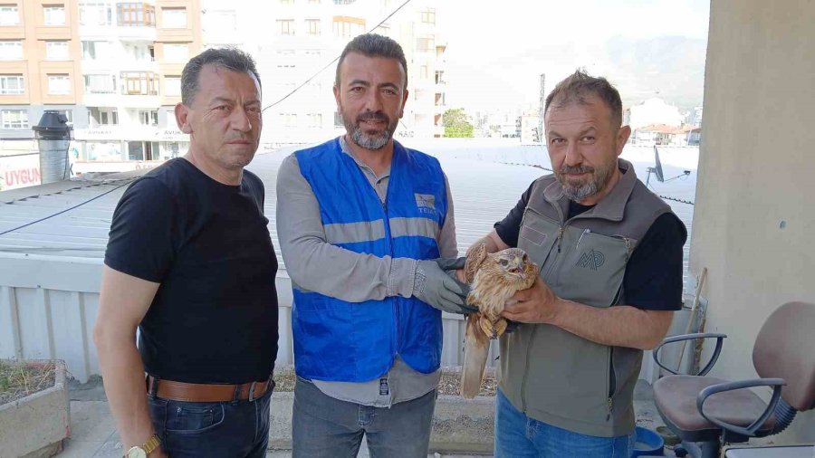 Niğde’de Bitkin Halde Bulunan Kızıl Şahin Koruma Altına Alındı