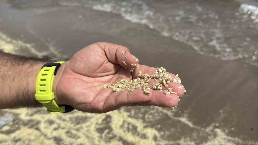 Mersin Körfezi’nde ’alg Patlaması Ve Müsilaj Kalıntıları’