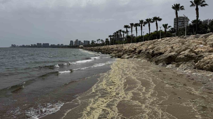 Mersin Körfezi’nde ’alg Patlaması Ve Müsilaj Kalıntıları’