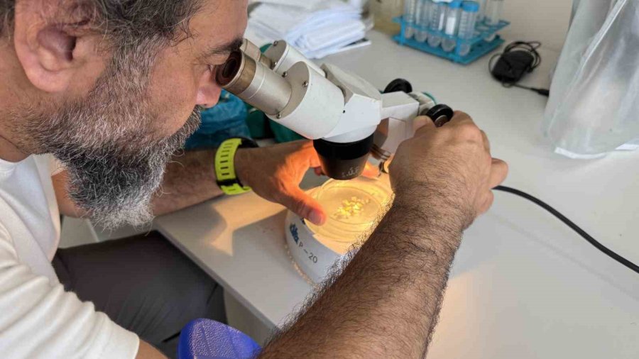 Mersin Körfezi’nde ’alg Patlaması Ve Müsilaj Kalıntıları’