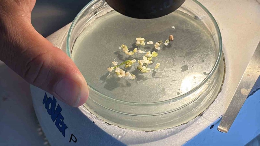 Mersin Körfezi’nde ’alg Patlaması Ve Müsilaj Kalıntıları’