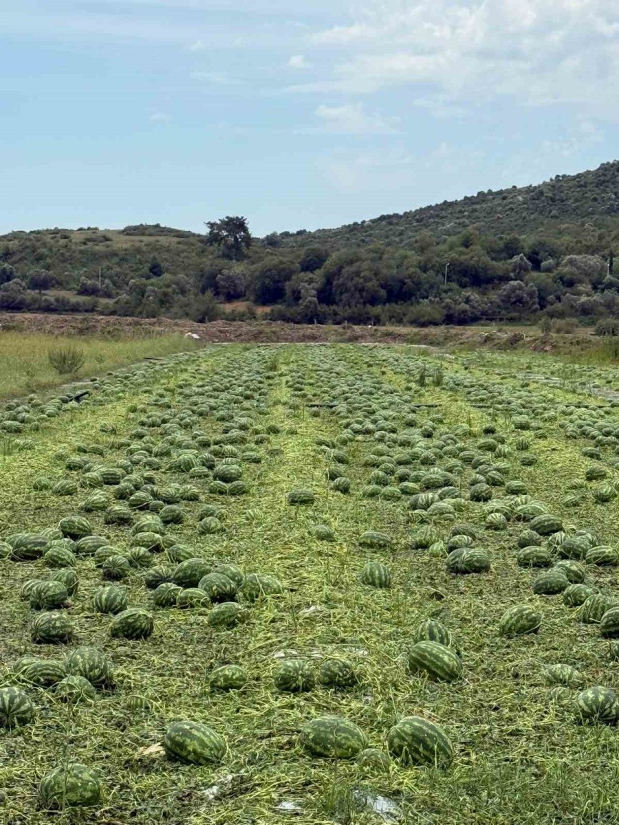 Serik’te Sağanak Ve Dolu Tarım Arazilerine Zarar Verdi