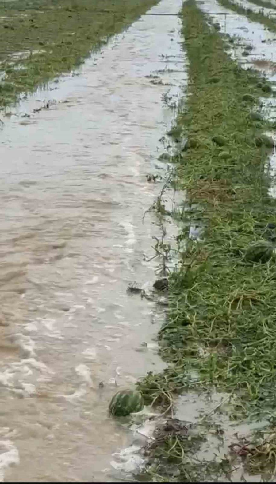 Serik’te Sağanak Ve Dolu Tarım Arazilerine Zarar Verdi