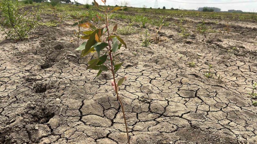 41 Hektarlık Ormanı Tarım Alanına Dönüştürmeye Çalıştılar, Zamanında Müdahale Engel Oldu