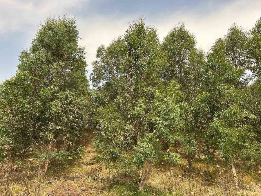 41 Hektarlık Ormanı Tarım Alanına Dönüştürmeye Çalıştılar, Zamanında Müdahale Engel Oldu