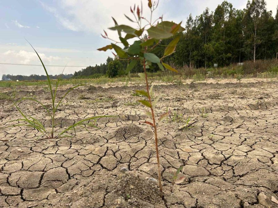 41 Hektarlık Ormanı Tarım Alanına Dönüştürmeye Çalıştılar, Zamanında Müdahale Engel Oldu