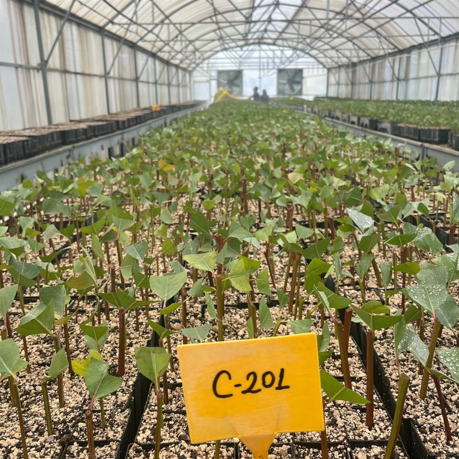 Tarsus’ta ’klonal Okaliptus’ Fidanı Üretimi