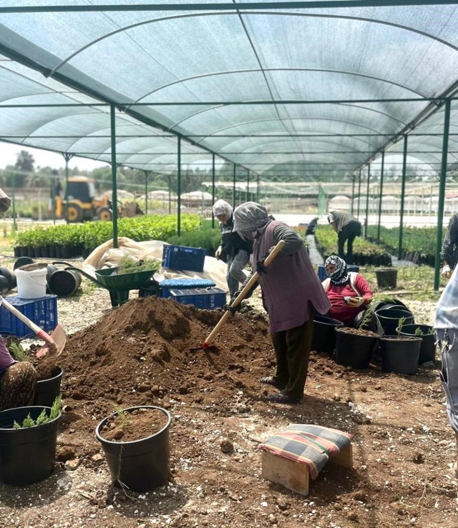 Tarsus’ta ’klonal Okaliptus’ Fidanı Üretimi