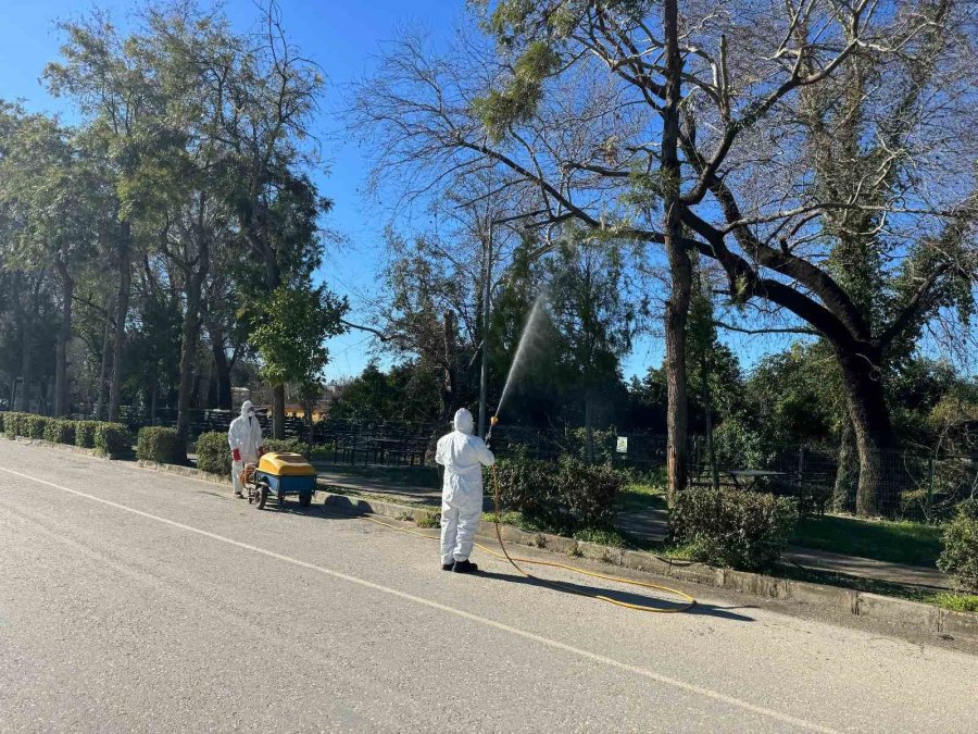 Alanya’da Yeşil Alanlarda Zirai Mücadele