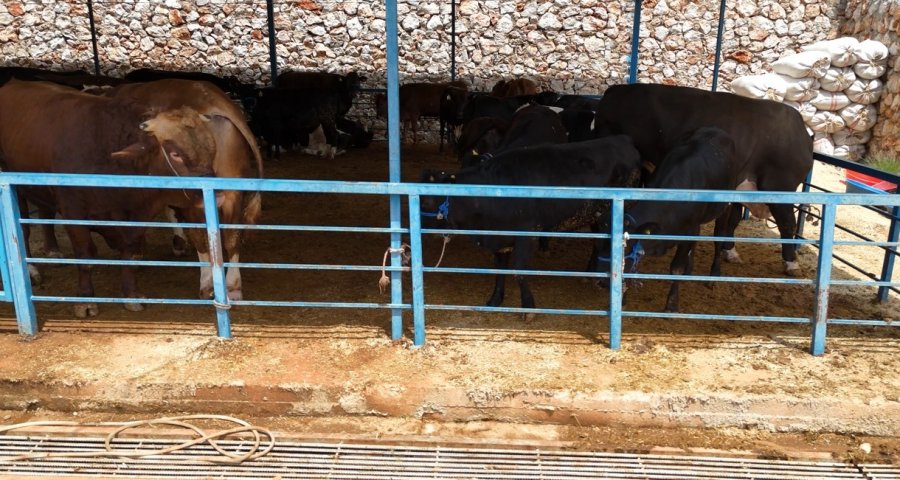 Alanya’da Kurban Satış Yerleri Doldu