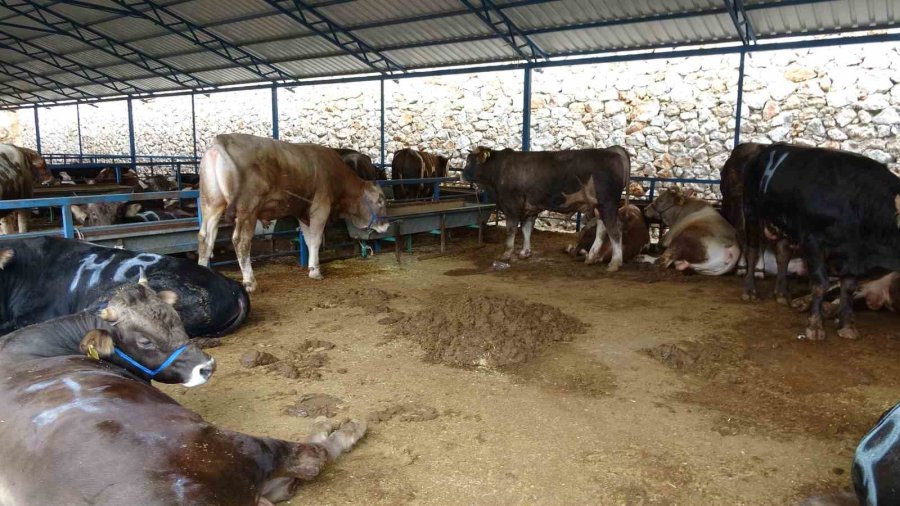Alanya’da Kurban Satış Yerleri Doldu