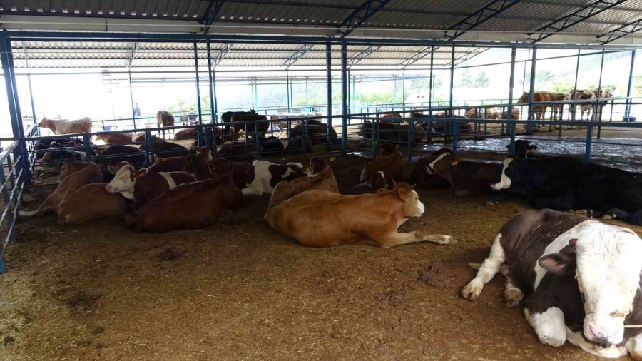 Alanya’da Kurban Satış Yerleri Doldu