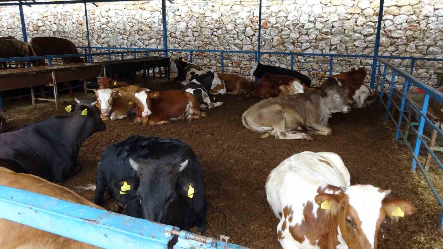 Alanya’da Kurban Satış Yerleri Doldu