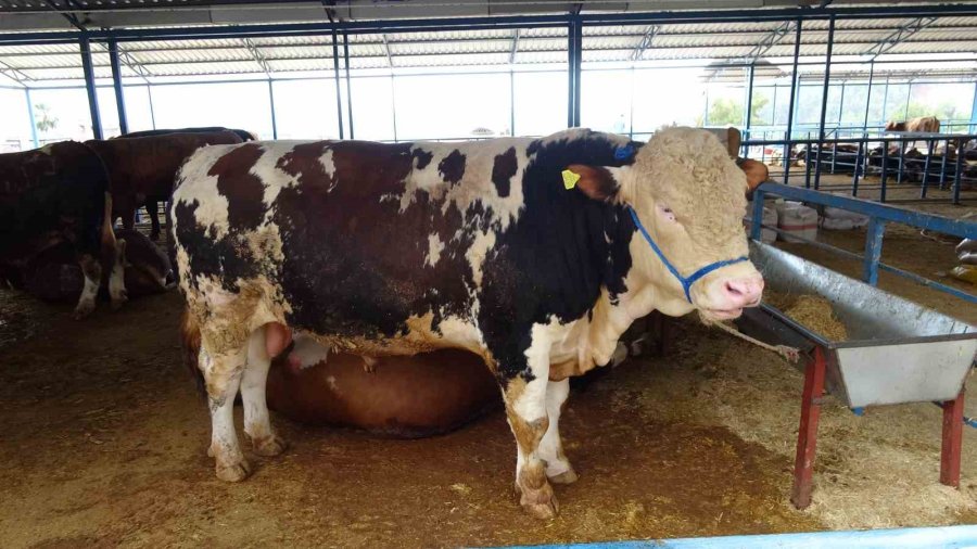 Alanya’da Kurban Satış Yerleri Doldu