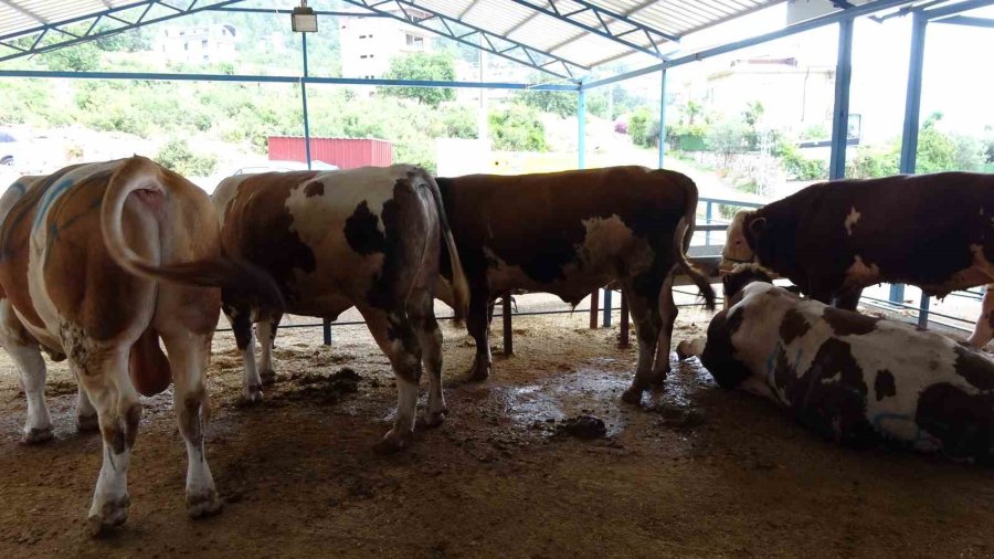 Alanya’da Kurban Satış Yerleri Doldu