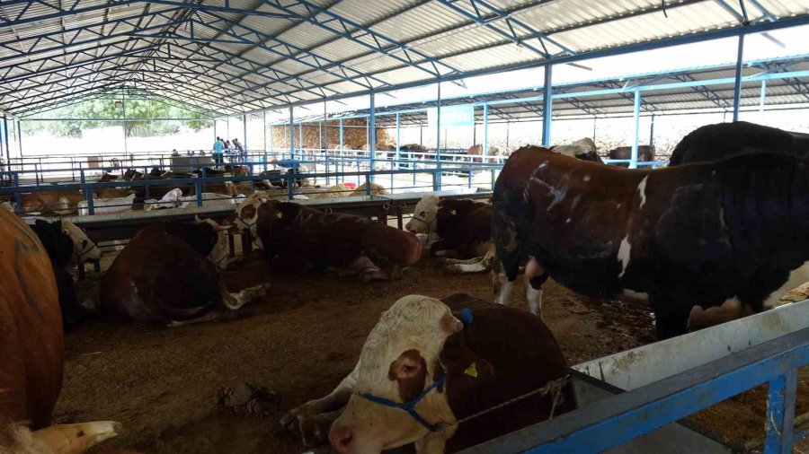 Alanya’da Kurban Satış Yerleri Doldu