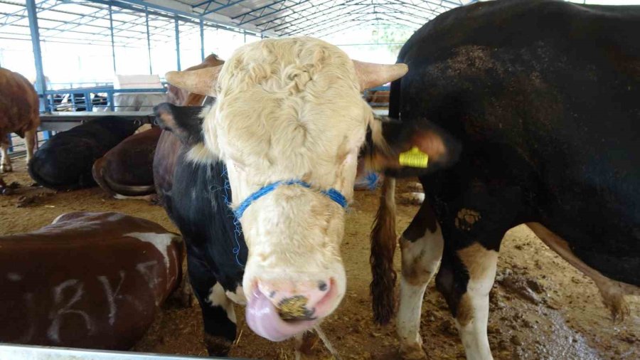 Alanya’da Kurban Satış Yerleri Doldu