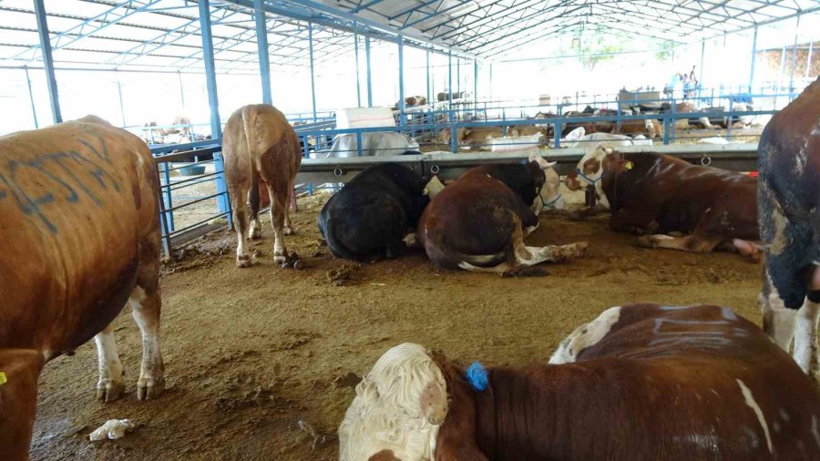 Alanya’da Kurban Satış Yerleri Doldu