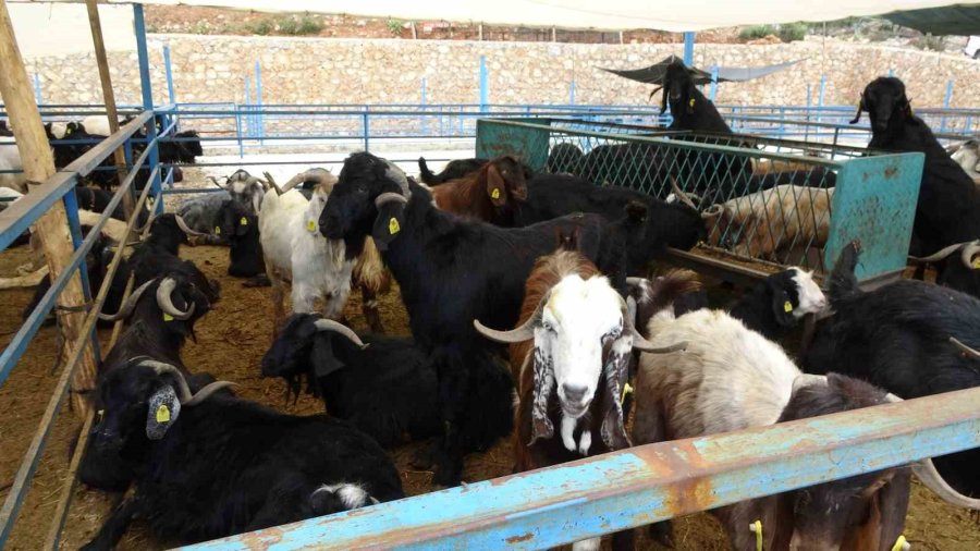 Alanya’da Kurban Satış Yerleri Doldu