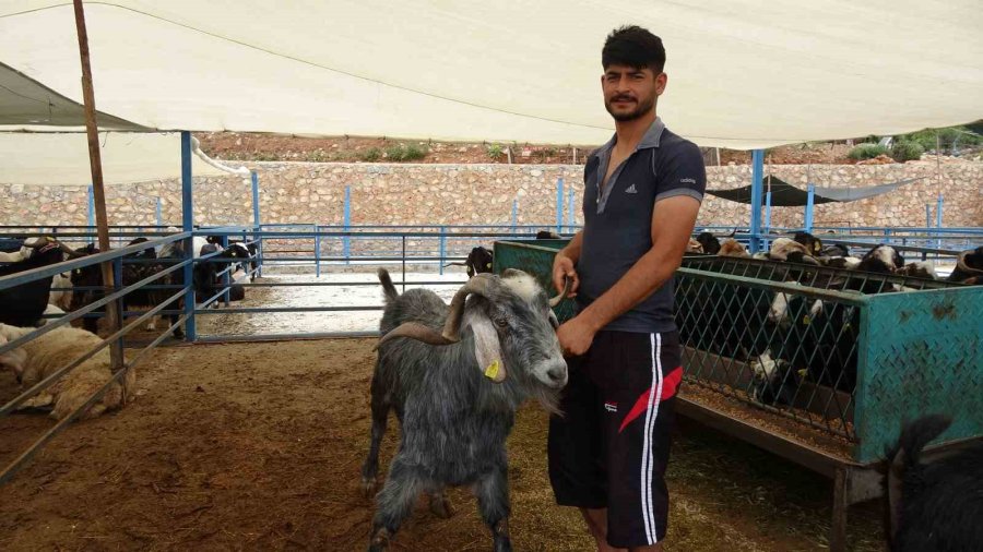Alanya’da Kurban Satış Yerleri Doldu