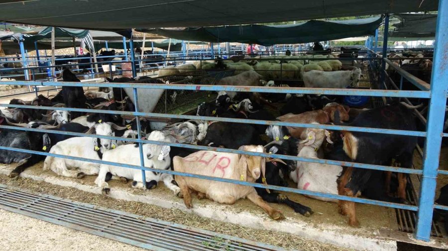 Alanya’da Kurban Satış Yerleri Doldu