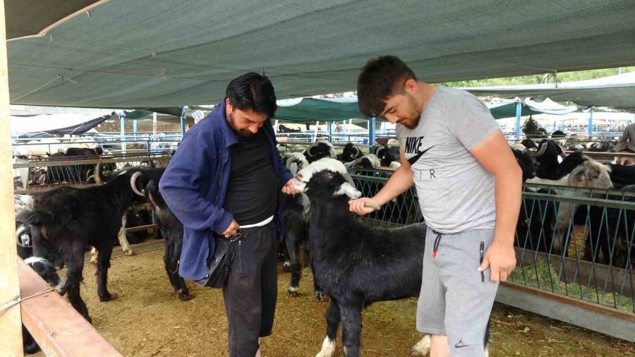 Alanya’da Kurban Satış Yerleri Doldu