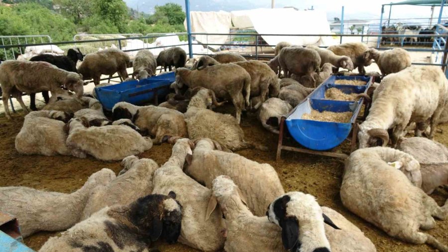 Alanya’da Kurban Satış Yerleri Doldu