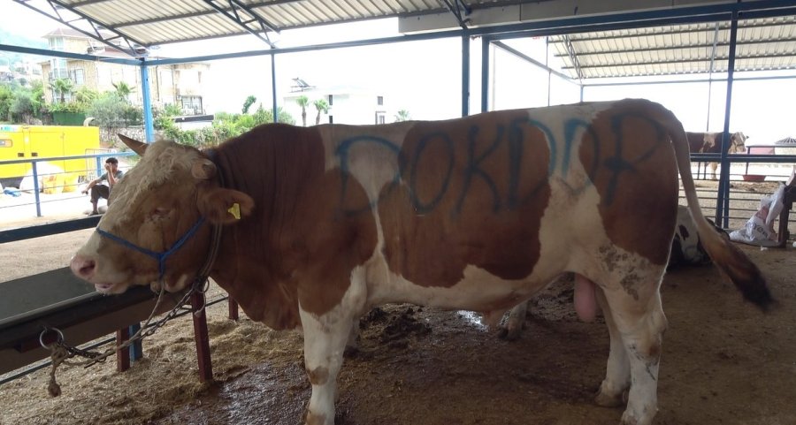 Alanya’da Kurban Satış Yerleri Doldu