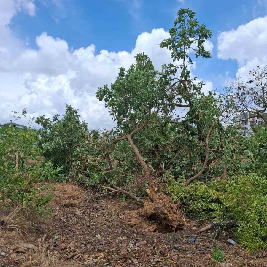 Antalya Gazipaşa’daki Hortumun Bilançosu Belli Oldu