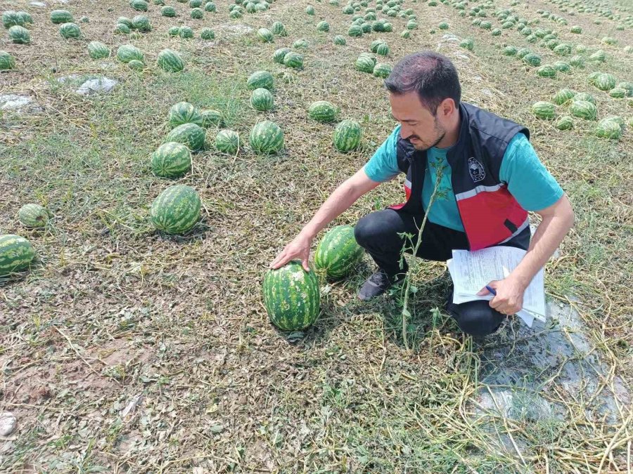 Serik’te Dolu Tarım Arazilerine Zarar Verdi, Hasar Tespit Çalışması Başlatıldı